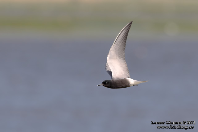 SVARTTÄRNA / BLACK TERN (Chlidonias niger) - STOR BILD / FULL SIZE