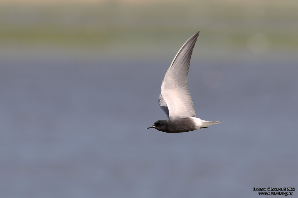 SVARTTÄRNA / BLACK TERN (Chlidonias niger) - Stäng / Close