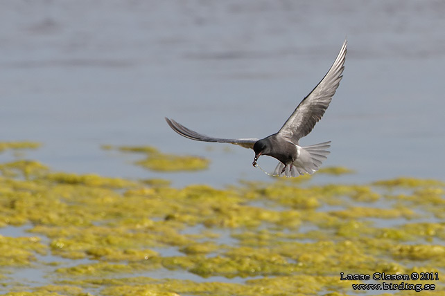 SVARTTÄRNA / BLACK TERN (Chlidonias niger) - STOR BILD / FULL SIZE