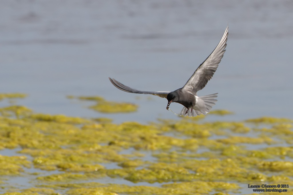 SVARTTÄRNA / BLACK TERN (Chlidonias niger) - Stäng / Close