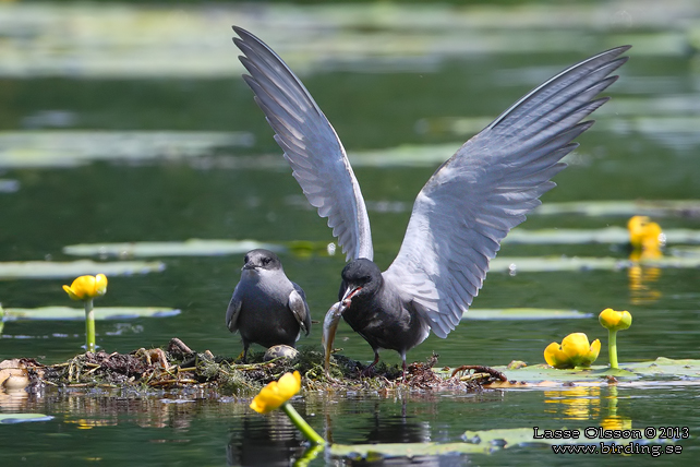 SVARTTÄRNA / BLACK TERN (Chlidonias niger) - STOR BILD / FULL SIZE