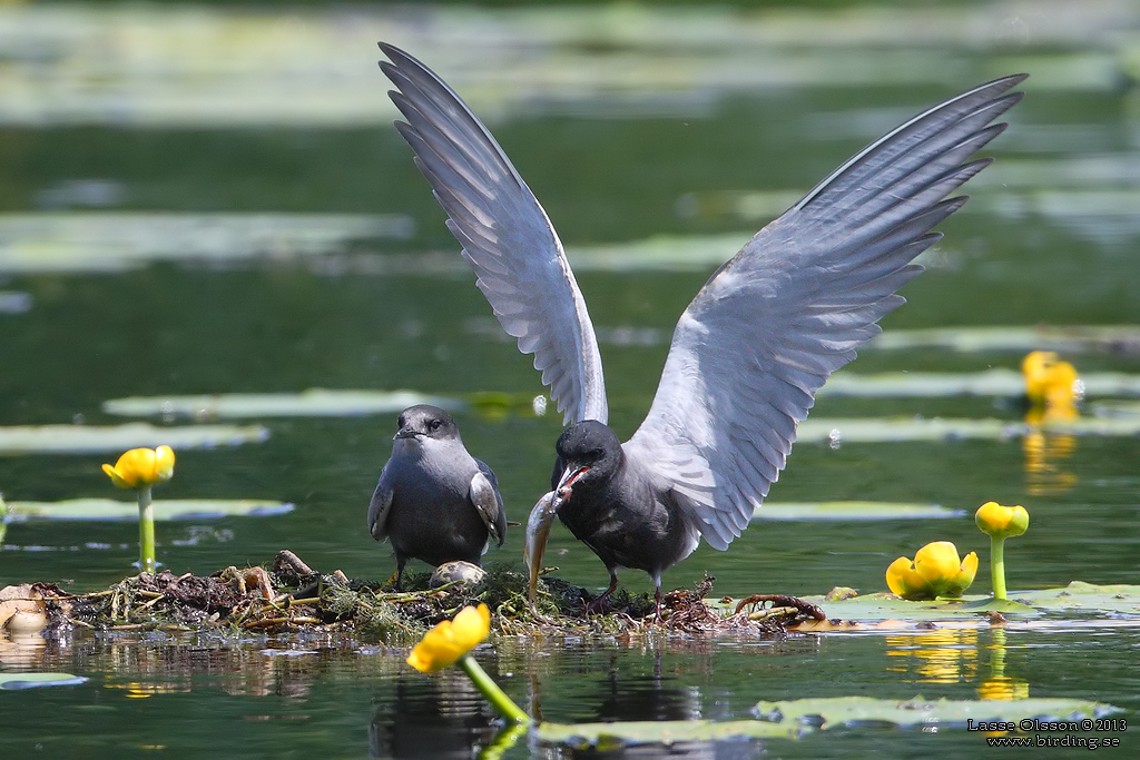 SVARTTÄRNA / BLACK TERN (Chlidonias niger) - Stäng / Close