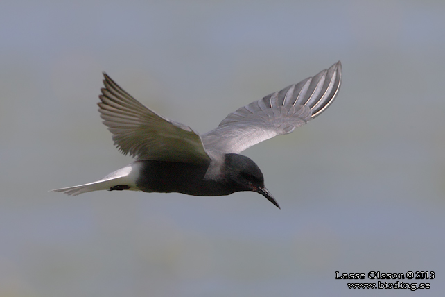 SVARTTÄRNA / BLACK TERN (Chlidonias niger) - STOR BILD / FULL SIZE