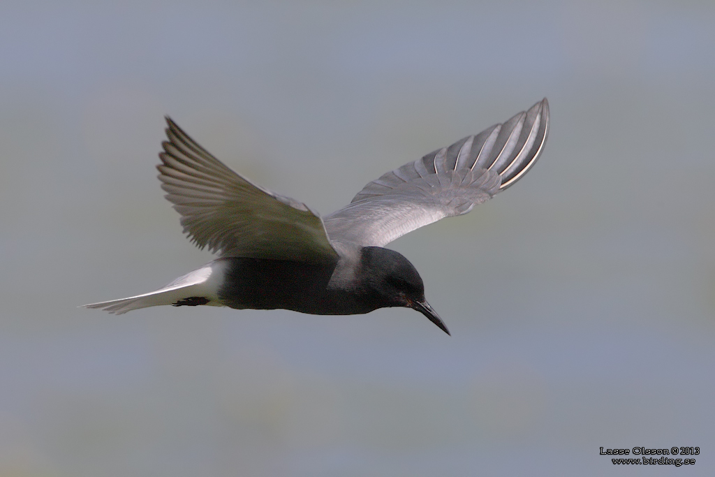 SVARTTÄRNA / BLACK TERN (Chlidonias niger) - Stäng / Close