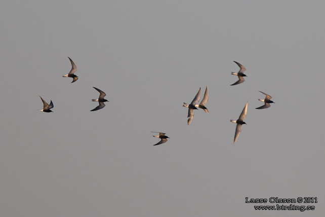 SVARTTÄRNA / BLACK TERN (Chlidonias niger) - STOR BILD / FULL SIZE