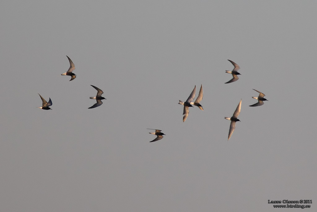 SVARTTÄRNA / BLACK TERN (Chlidonias niger) - Stäng / Close