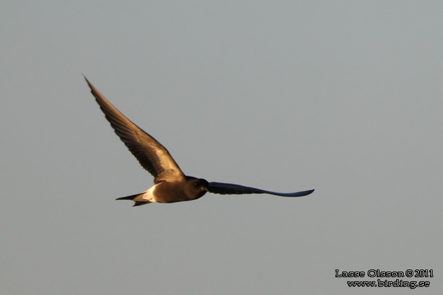 SVARTTÄRNA / BLACK TERN (Chlidonias niger) - STOR BILD / FULL SIZE