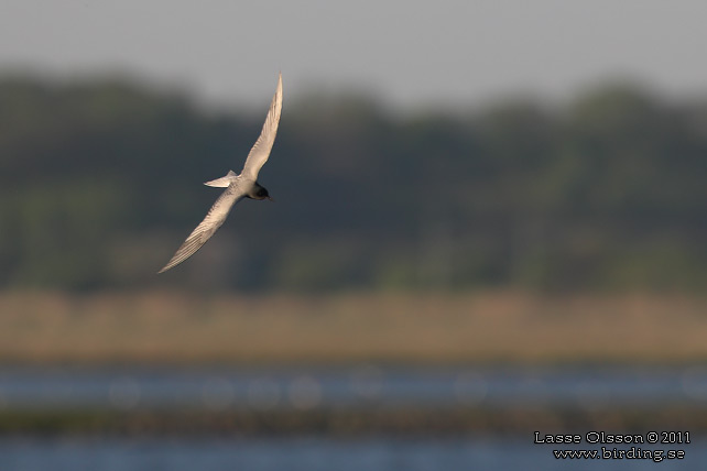 SVARTTÄRNA / BLACK TERN (Chlidonias niger) - STOR BILD / FULL SIZE