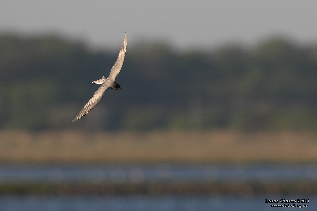 SVARTTÄRNA / BLACK TERN (Chlidonias niger) - Stäng / Close