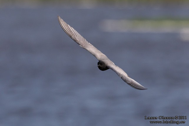 SVARTTÄRNA / BLACK TERN (Chlidonias niger) - STOR BILD / FULL SIZE