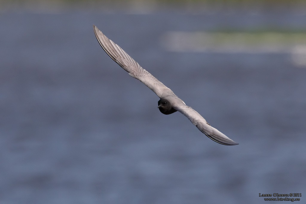 SVARTTÄRNA / BLACK TERN (Chlidonias niger) - Stäng / Close