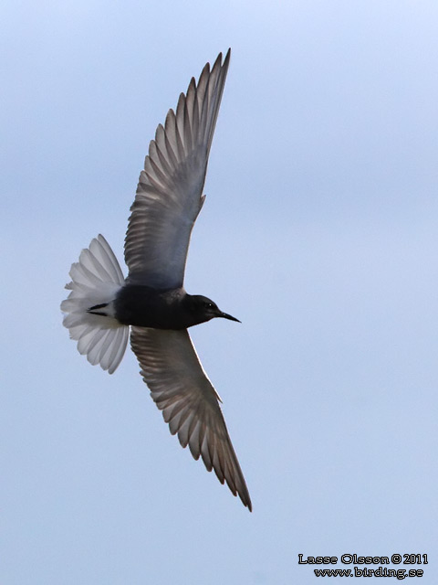 SVARTTÄRNA / BLACK TERN (Chlidonias niger) - STOR BILD / FULL SIZE
