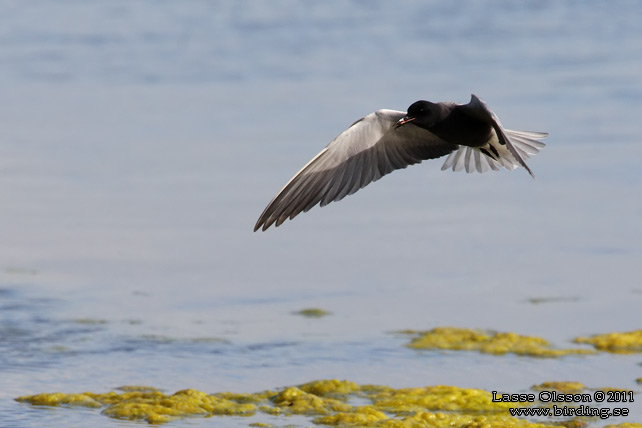 SVARTTÄRNA / BLACK TERN (Chlidonias niger) - STOR BILD / FULL SIZE