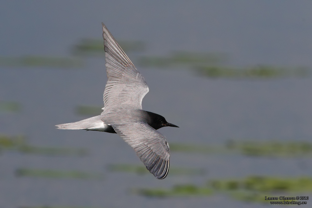 SVARTTÄRNA / BLACK TERN (Chlidonias niger) - Stäng / Close