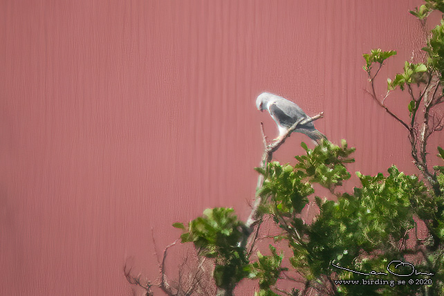 SVARTVINGAD GLADA / BLACK-SHOULDERED KITE (Elanus caeruleus)