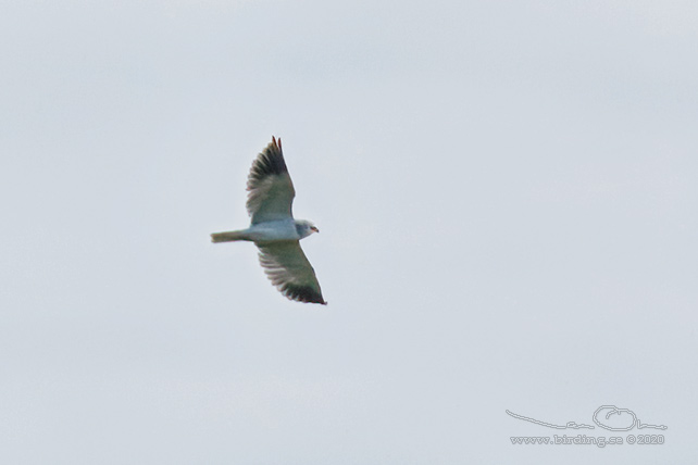 SVARTVINGAD GLADA / BLACK-SHOULDERED KITE (Elanus caeruleus)