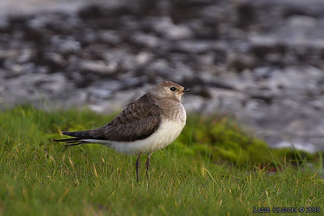 SVARTVINGAD VADARSVALA / BLACK-WINGED PRATINCOLE (Glareola nordmanni) - stor bild / full size