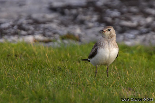 SVARTVINGAD VADARSVALA / BLACK-WINGED PRATINCOLE (Glareola nordmanni) - stor bild / full size