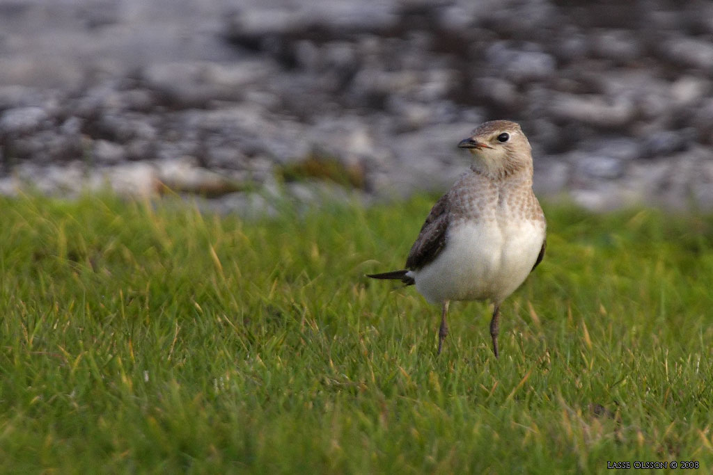 SVARTVINGAD VADARSVALA / BLACK-WINGED PRATINCOLE (Glareola nordmanni) - Stng / Close