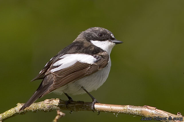 SVARTVIT FLUGSNAPPARE / EUROPEAN PIED FLYCATCHER (Ficedula hypoleuca)