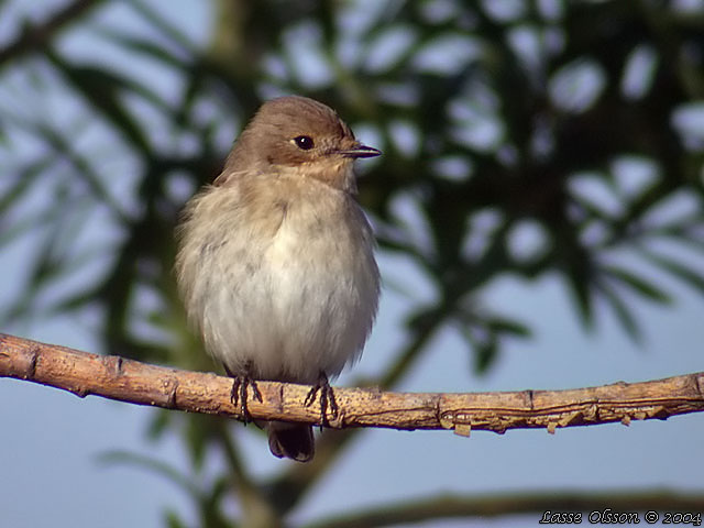 SVARTVIT FLUGSNAPPARE / EUROPEAN PIED FLYCATCHER (Ficedula hypoleuca)