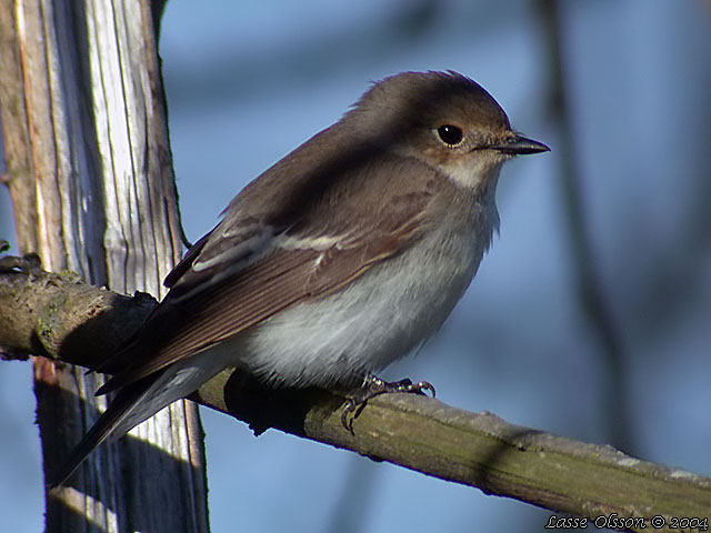 SVARTVIT FLUGSNAPPARE / EUROPEAN PIED FLYCATCHER (Ficedula hypoleuca)