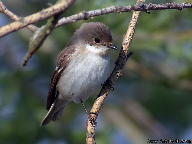 SVARTVIT FLUGSNAPPARE / EUROPEAN PIED FLYCATCHER (Ficedula hypoleuca)