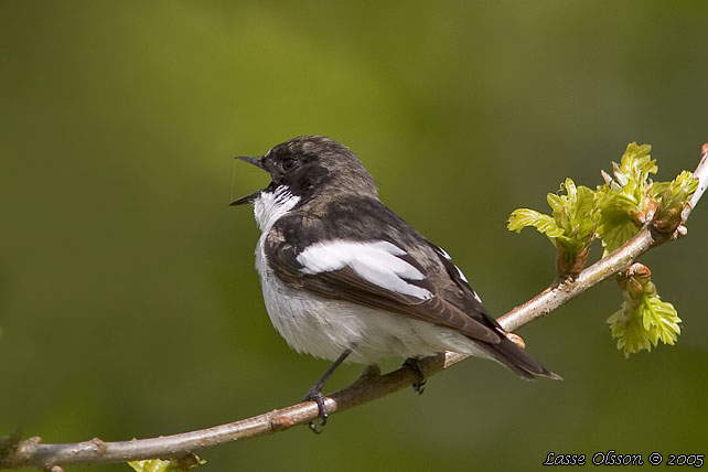 SVARTVIT FLUGSNAPPARE / EUROPEAN PIED FLYCATCHER (Ficedula hypoleuca)