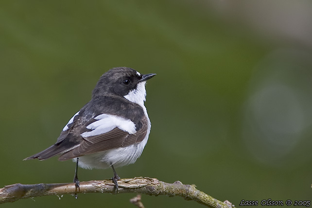 SVARTVIT FLUGSNAPPARE / EUROPEAN PIED FLYCATCHER (Ficedula hypoleuca)