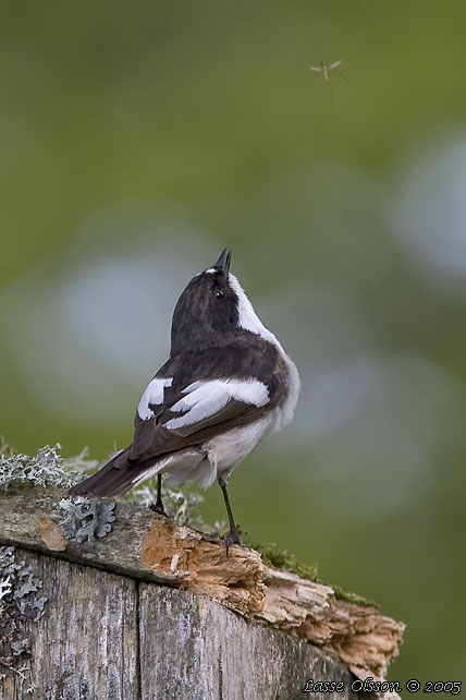 SVARTVIT FLUGSNAPPARE / EUROPEAN PIED FLYCATCHER (Ficedula hypoleuca)