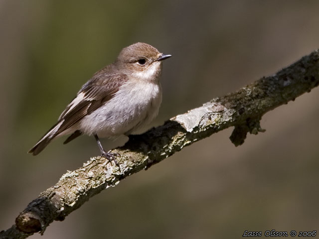 SVARTVIT FLUGSNAPPARE / EUROPEAN PIED FLYCATCHER (Ficedula hypoleuca)