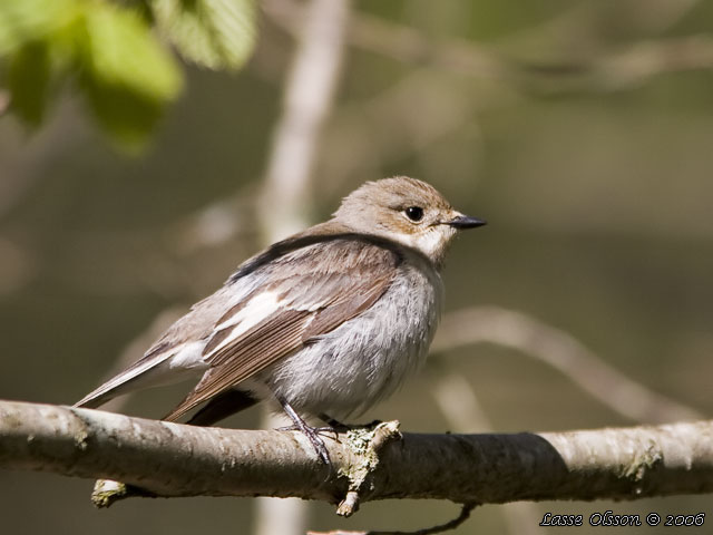 SVARTVIT FLUGSNAPPARE / EUROPEAN PIED FLYCATCHER (Ficedula hypoleuca)