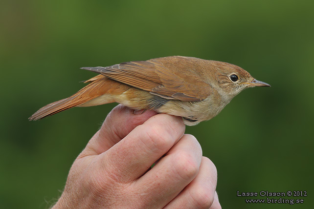 SYDNÄKTERGAL / COMMON NIGHTINGALE (Luscinia luscinia) - stor bild / full size