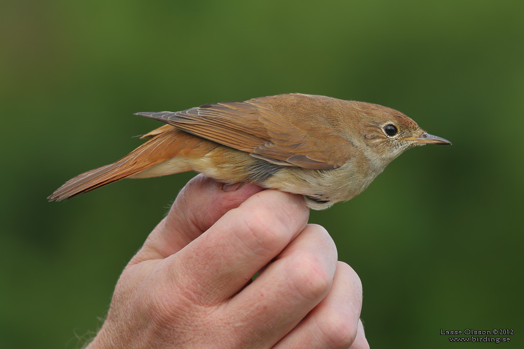 SYDNÄKTERGAL / COMMON NIGHTINGALE (Luscinia luscinia) - Stäng / Close