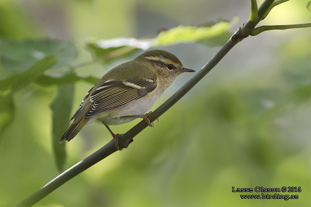 TAIGASÅNGARE / YELLOW-BROWED WARBLER (Phylloscopus inornatus) - stor bild / full size