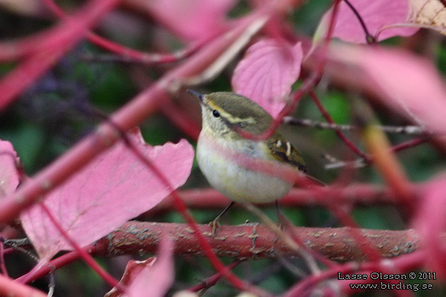 TAIGASÅNGARE / YELLOW-BROWED WARBLER (Phylloscopus inornatus)