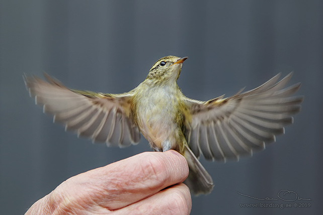 TAIGASÅNGARE / YELLOW-BROWED WARBLER (Phylloscopus inornatus) - stor bild / full size