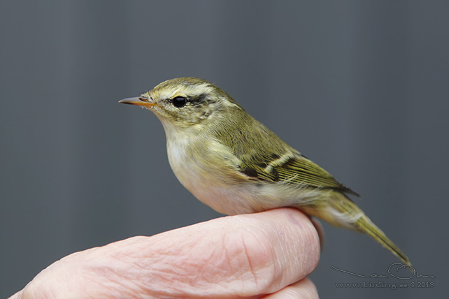 TAIGASÅNGARE / YELLOW-BROWED WARBLER (Phylloscopus inornatus) - stor bild / full size