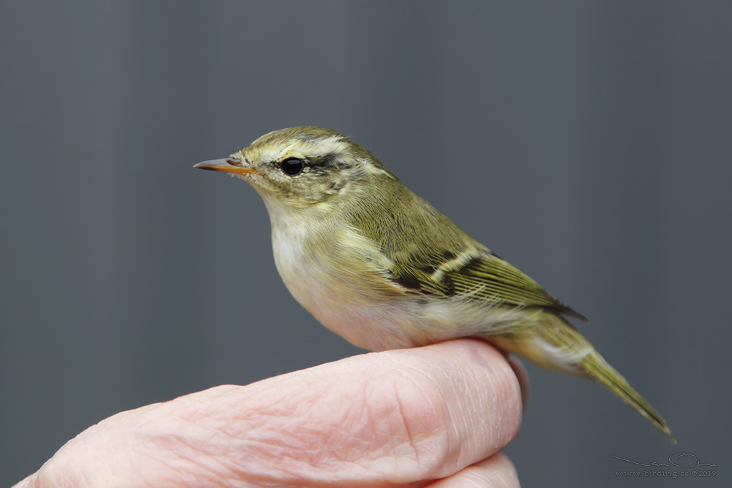 TAJGASÅNGARE / YELLOW-BROWED WARBLER (Phylloscopus inornatus) - Stäng / Close