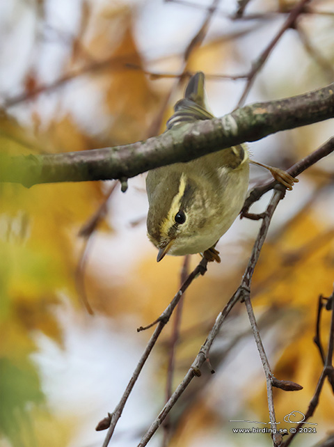 TAIGASÅNGARE / YELLOW-BROWED WARBLER (Phylloscopus inornatus) - stor bild / full size