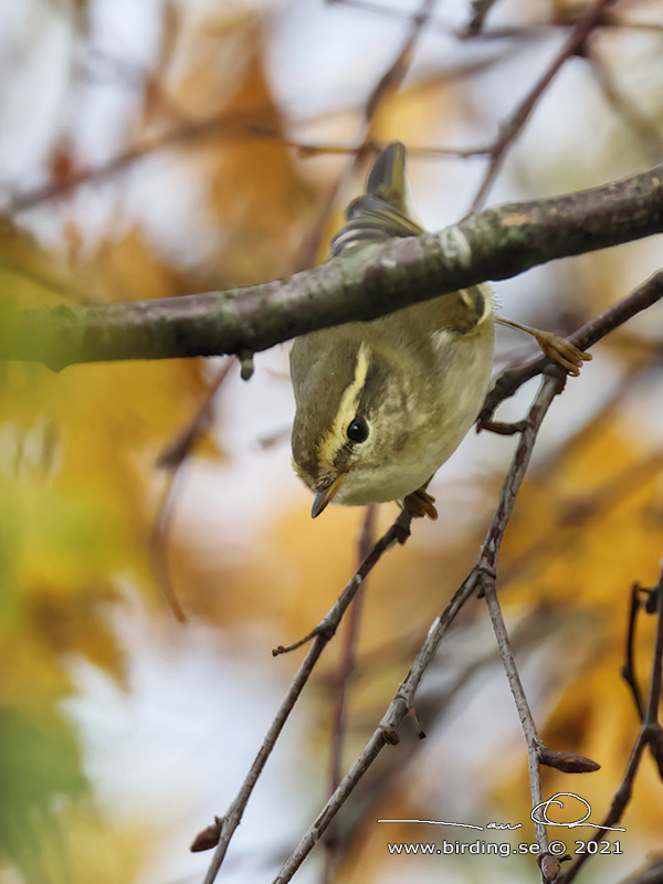 TAJGASÅNGARE / YELLOW-BROWED WARBLER (Phylloscopus inornatus) - Stäng / Close