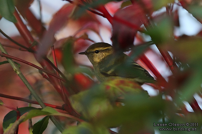 TAIGASÅNGARE / YELLOW-BROWED WARBLER (Phylloscopus inornatus) - stor bild / full size