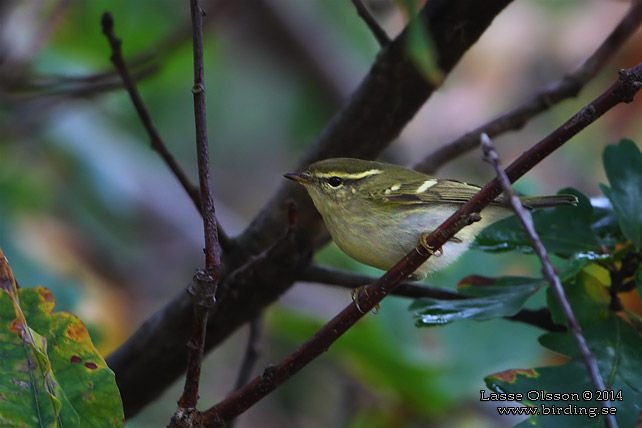 TAIGASÅNGARE / YELLOW-BROWED WARBLER (Phylloscopus inornatus) - stor bild / full size