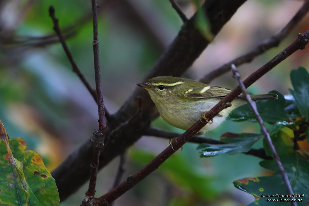 TAIGASÅNGARE / YELLOW-BROWED WARBLER (Phylloscopus inornatus) - Stäng / Close