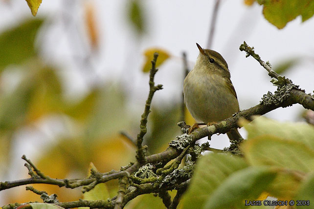 TAIGASNGARE / YELLOW-BROWED WARBLER (Phylloscopus inornatus)