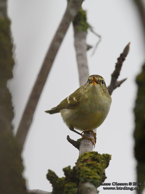 TAIGASÅNGARE / YELLOW-BROWED WARBLER (Phylloscopus inornatus) - stor bild / full size