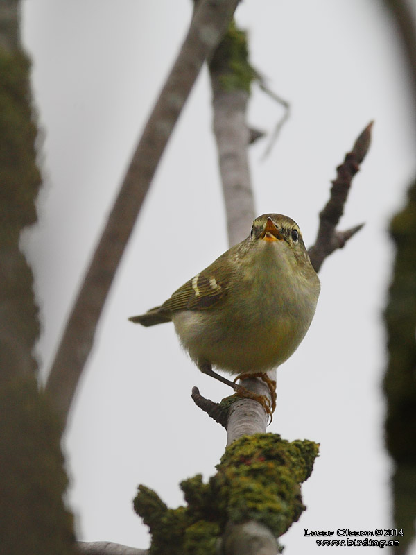 TAIGASÅNGARE / YELLOW-BROWED WARBLER (Phylloscopus inornatus) - Stäng / Close