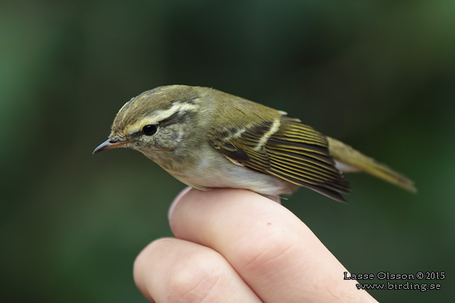 TAIGASÅNGARE / YELLOW-BROWED WARBLER (Phylloscopus inornatus) - stor bild / full size