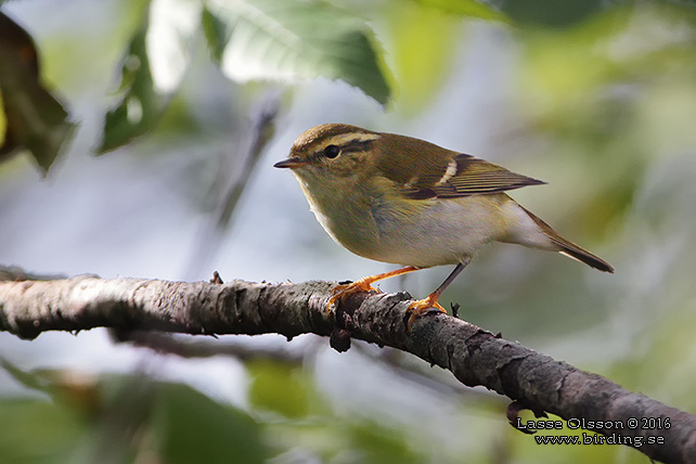 TAIGASÅNGARE / YELLOW-BROWED WARBLER (Phylloscopus inornatus) - stor bild / full size