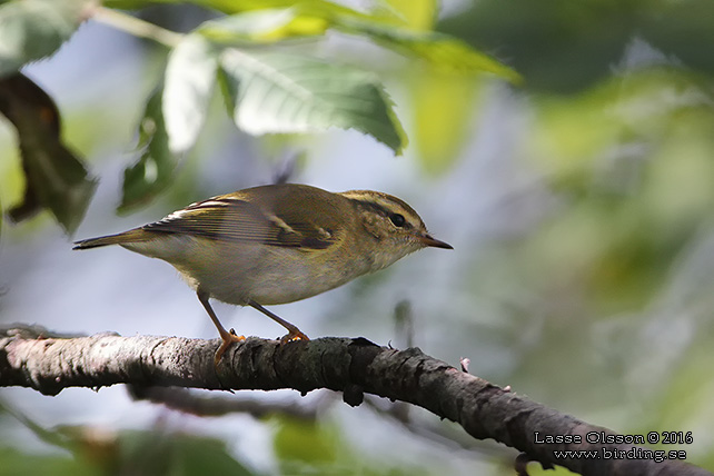 TAIGASÅNGARE / YELLOW-BROWED WARBLER (Phylloscopus inornatus) - stor bild / full size